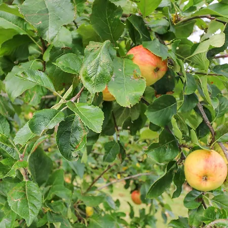 Knockbrack * Knockaunnaglashy