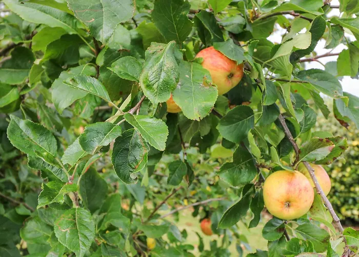 Knockbrack * Knockaunnaglashy